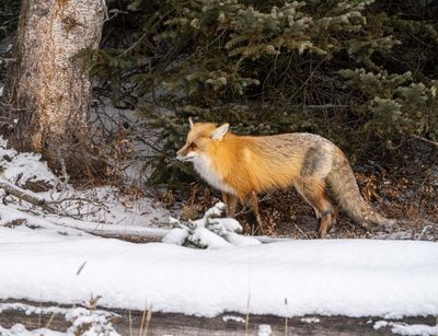 Red Fox Near Pebble Creek.jpg