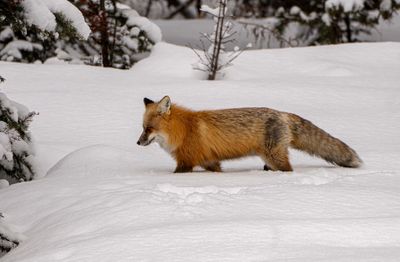 Red Fox Near the Road.jpg