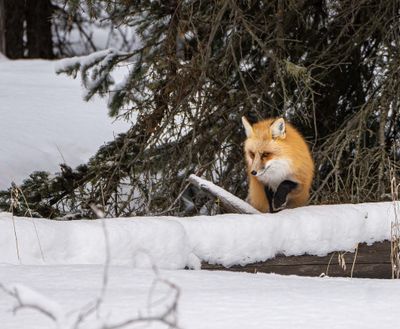 Red Fox on a Snowy Log.jpg