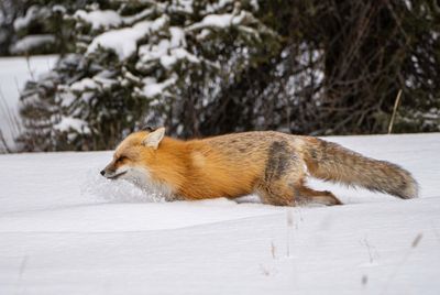 Red Fox on the Prowl.jpg
