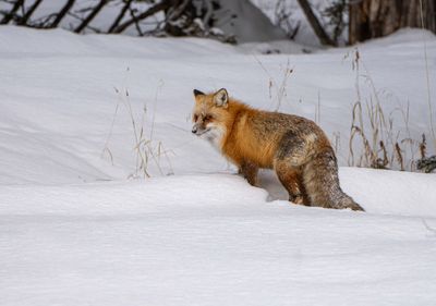 Red Fox On the Rise.jpg