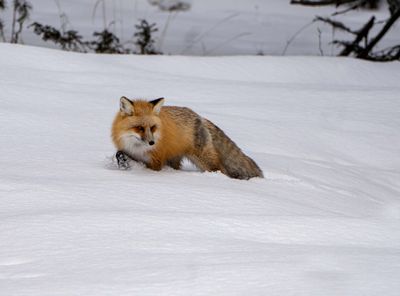 Red Fox Prowling in the Snow.jpg