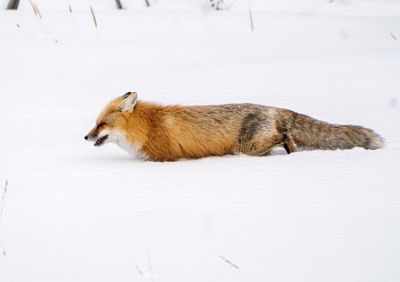Red Fox Walking in the Snow.jpg