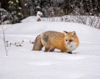 Red Fox with a Snowy Face.jpg