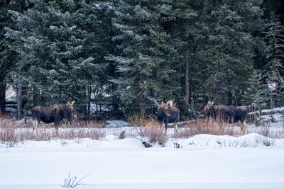 Three Moose at Pebble Creek.jpg