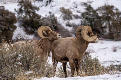 Two Bighorn Rams.jpg