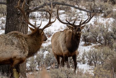 Two Bull Elk.jpg