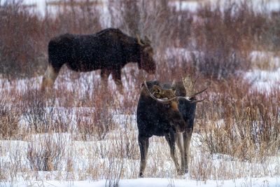 Two Bull Moose.jpg