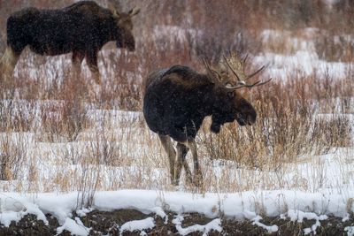 Two Moose in a Snowstorm.jpg