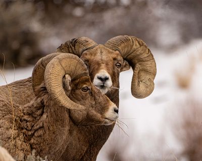 Two Rams Are Better Than One.jpg