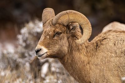 Young Bighorn.jpg