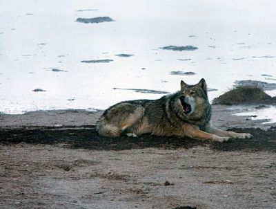 Wolf on the Shore.jpg