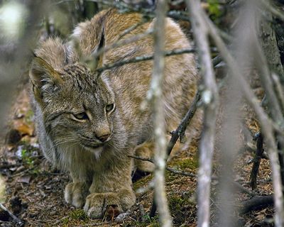 Lynx Crouching in the Brush.jpg