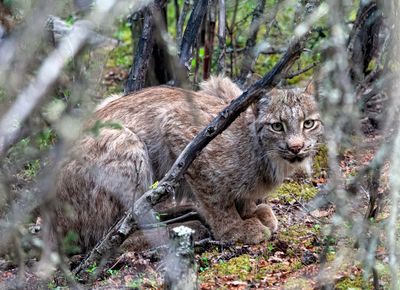 Lynx in Denali.jpg