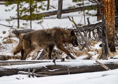 Black Wolf on a Snowy Log.jpg