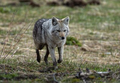 Coyote Near Grizzly Overlook.jpg