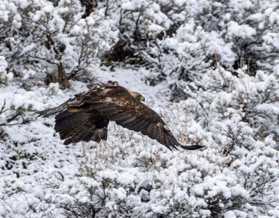 Golden Eagle Flying in the Lamar.jpg