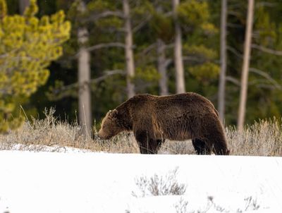 Grizzly Boar Near Canyon Junction.jpg