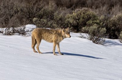 Wapiti Lake Pack Wolf in the Hayden Valley.jpg