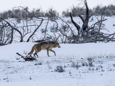 White Wapiti Wolf Near Mary Mountain.jpg