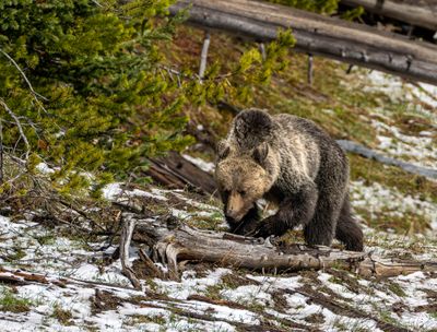 Young Grizzly Grazing.jpg
