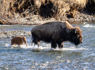 Bison Cow and Calf in the River.jpg