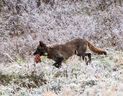 Black Wolf Carrying a Chunk of Meat Down the Hill.jpg