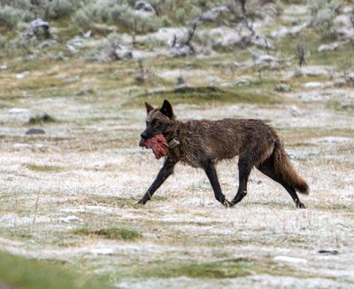 Black Wolf Carrying a Chunk of Meat in the Lamar Valley.jpg
