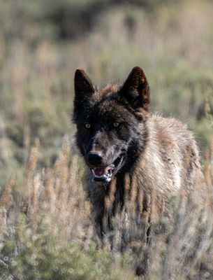 Black Wolf Coming Through the Sage in the Lamar Valley.jpg