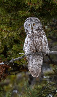Great Grey Owl Against the Green.jpg