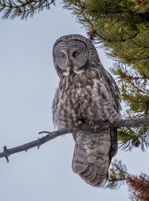 Great Grey Owl and Blue Sky.jpg