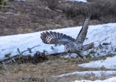 Great Grey Owl in Flight.jpg