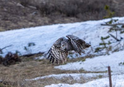 Great Grey Owl Launching from a Pole.jpg