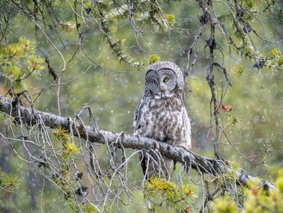 Great Grey Owl Near Fishing Bridge.jpg