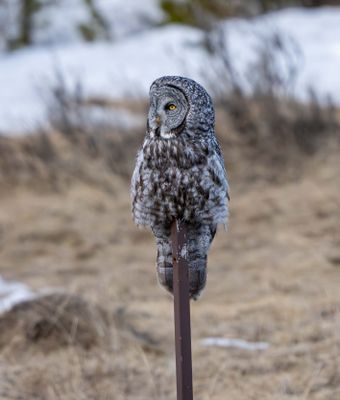 Great Grey Owl Perched on a Pole.jpg
