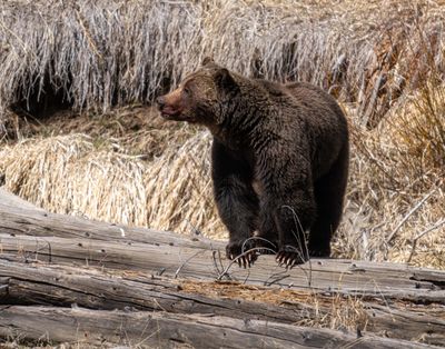 Grizzly Boar Standing on a Log Near Pahaska Teepee.jpg