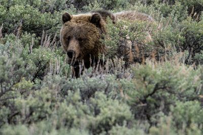 Grizzly Coming Through the Sage Near Soda Butte Cone.jpg
