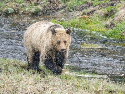 Grizzly Cub by the Creek.jpg