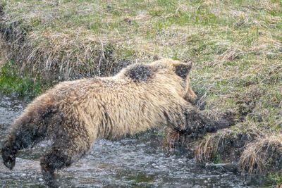 Grizzly Cub Jumping the Creek.jpg