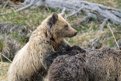 Grizzly Cub Resting on the Back of Their Sibling.jpg