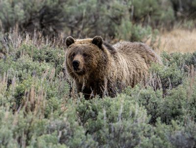Grizzly in the Sage Near Soda Butte Cone.jpg