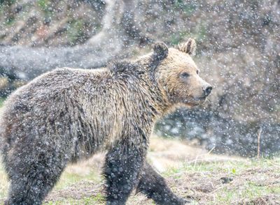 Grizzly in the Snowstorm.jpg