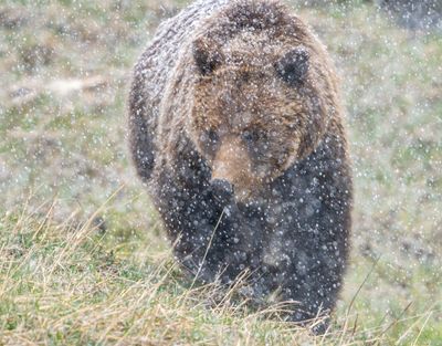 Grizzly in the Squawl.jpg