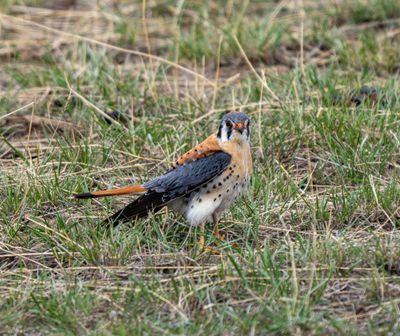 Male Kestrel.jpg