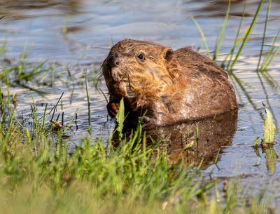Baby beaver on the shore.jpg