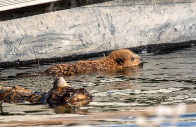 Baby beaver swimming by the dock.jpg
