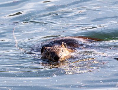 Beaver in Colter Bay Closeup.jpg