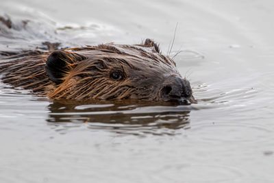 Beaver in Colter Bay.jpg