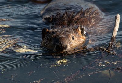 Beaver swimming close in Colter Bay.jpg