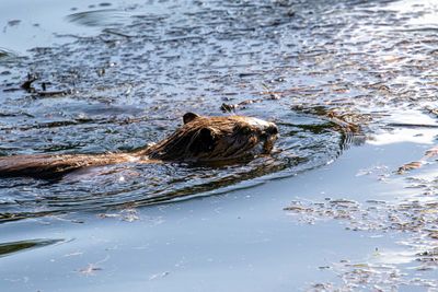 Beaver swimming.jpg